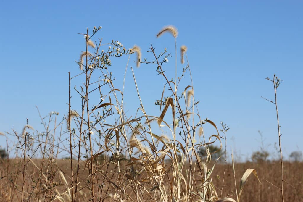 Tall, dry grasses and wild plants in a field with a clear blue sky.