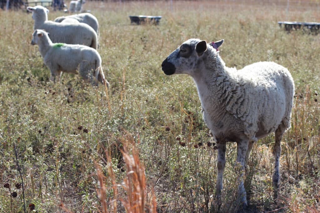 Sheep grazing in a sunlit field with tall grass and wildflowers. The foreground shows one sheep looking towards the right, while others are scattered in the background, all appearing calm and relaxed.