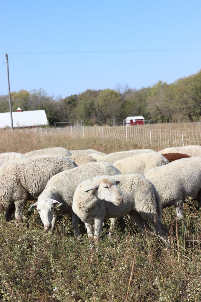 A flock of sheep grazes in a grassy field under a clear blue sky. A wire fence runs through the field, with a white building and a red barn visible in the background amidst tree line.