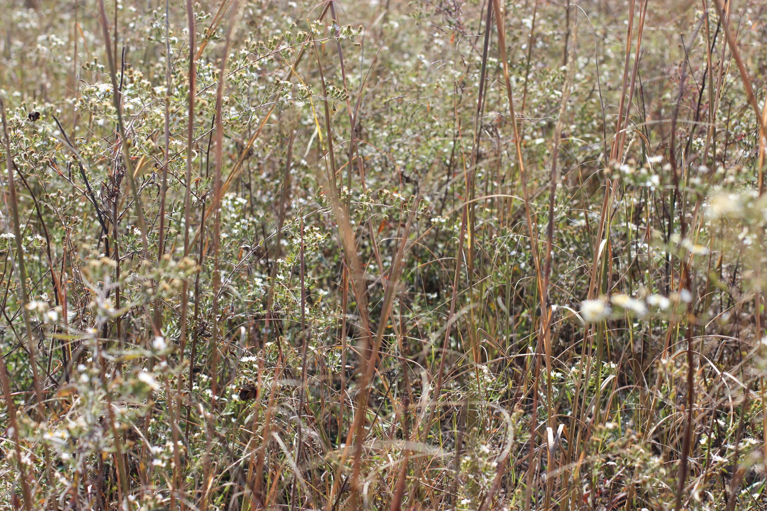 A dense field of tall grasses and small wildflowers, including some dried stems and seed pods. The plants are a mix of green and brown hues, suggesting an autumn setting. The background is blurred, emphasizing the texture of the vegetation.