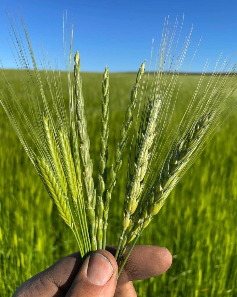 Close-up of a hand holding several green wheat stalks against a backdrop of a lush, organic field under a clear blue sky. The fingers, speckled with soil, reveal the recent regenerative work done in the field.