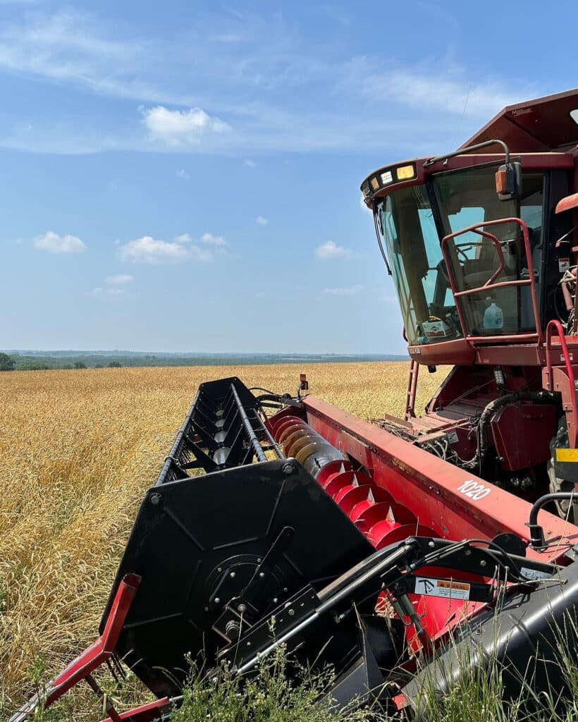 A red combine harvester is parked at the edge of a golden, organic wheat field under a clear blue sky. The machine is ready for the regenerative harvest, with its header facing the crops. The horizon shows a distant tree line.