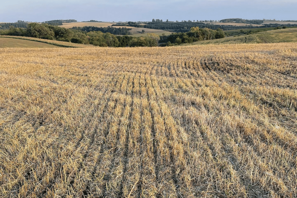 A wide view of a harvested field with rows of golden stubble under a clear sky. Rolling hills and patches of trees showcase the beauty of regenerative farming, with subtle, organic shades of green and brown in the background.