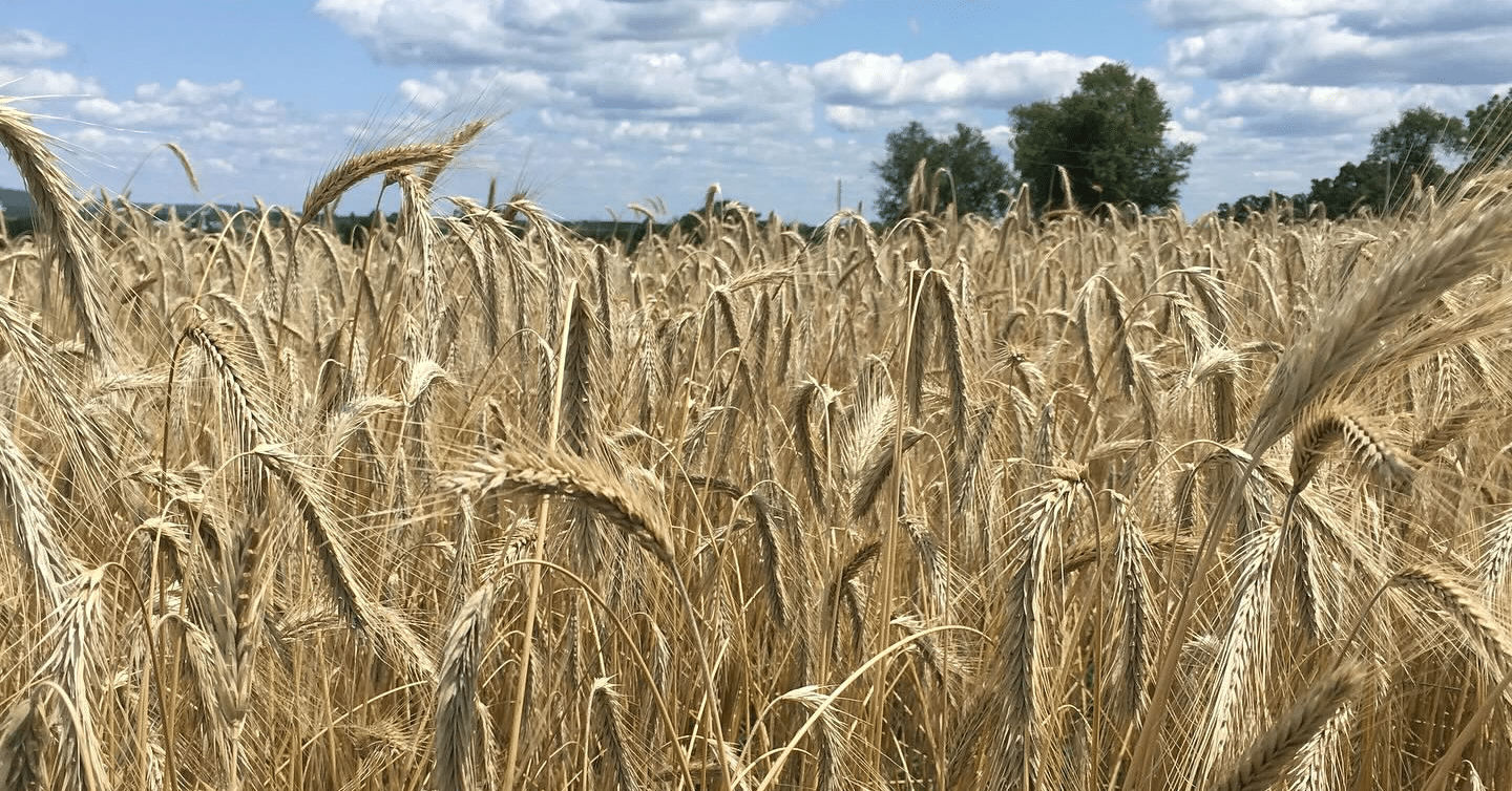 A field of golden, organic wheat sways gently under a partly cloudy sky. The tall stalks fill the foreground, while a distant line of trees marks the horizon. The scene is bright and peaceful, with lush greenery and regenerative farming practices in the background.