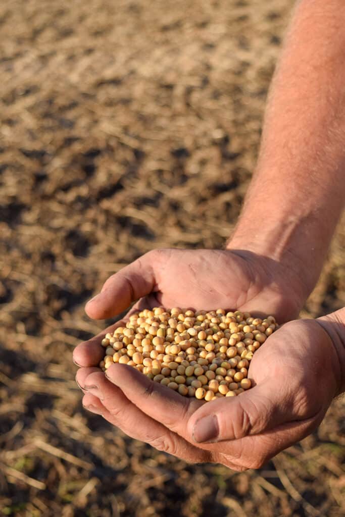 Hands are gently cupped, holding a pile of organic yellowish-brown soybeans against the blurred backdrop of a dry, brown field, symbolizing the promise of regenerative farming.