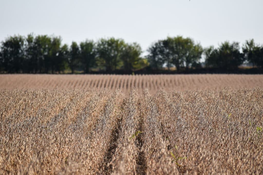 A vast field of golden-brown, organic crops stretches into the distance under a clear sky. Lush green trees line the horizon, providing a contrast to the sunlit plants. The rows of regenerative crops create a pattern leading towards the trees.