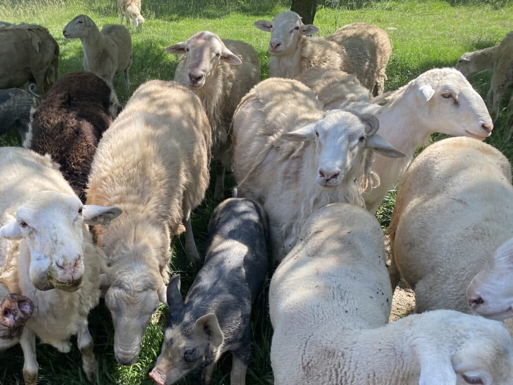 A group of sheep with thick wool gather closely together on a grassy area, with a black pig standing among them. Sunlight casts patches of shade and light across the animals.