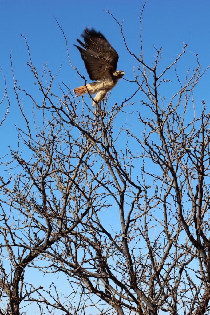 A hawk with a reddish tail is taking off from a branch of a leafless tree, wings spread wide against a clear blue sky.