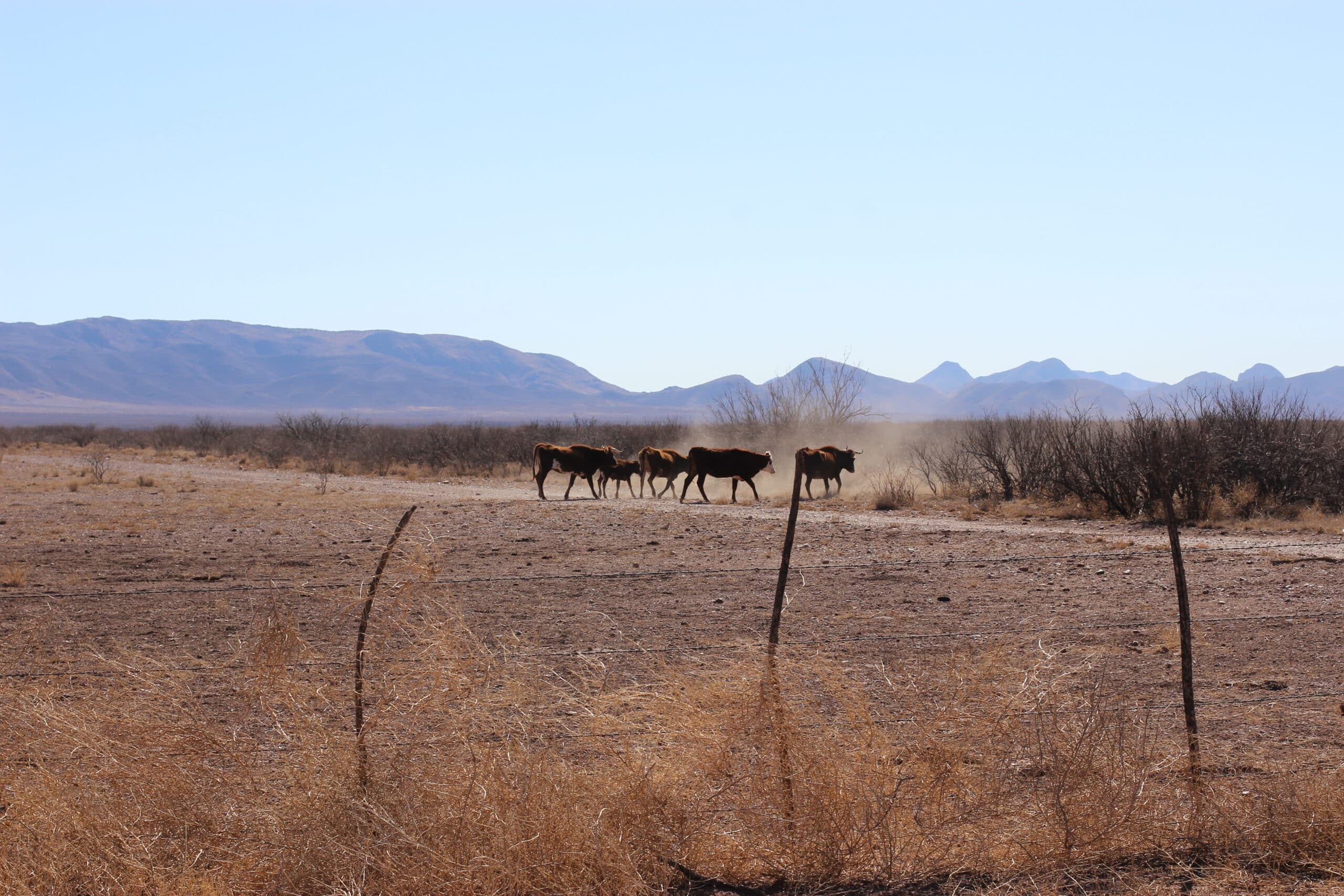 A group of horses trots across a dry, dusty landscape with sparse vegetation, set against a background of distant mountains under a clear blue sky. The foreground features a simple wire fence and dried grass.