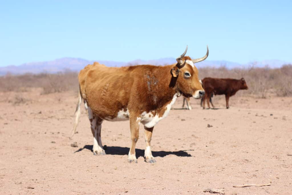 A brown and white cow with horns stands on dry, barren land under a clear blue sky. In the background, two more cows and distant mountain ranges are visible.