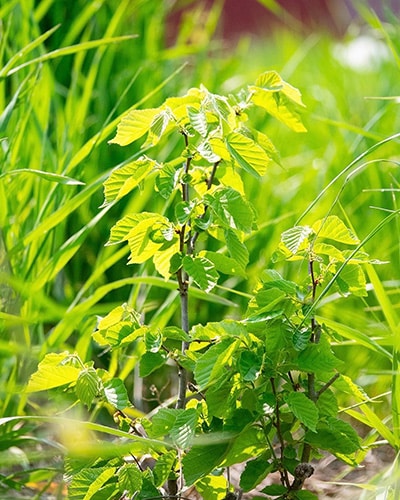 A small tree or shrub with bright green leaves grows among tall grass, bathed in sunlight. The fresh foliage indicates healthy, vibrant growth in a natural outdoor setting.