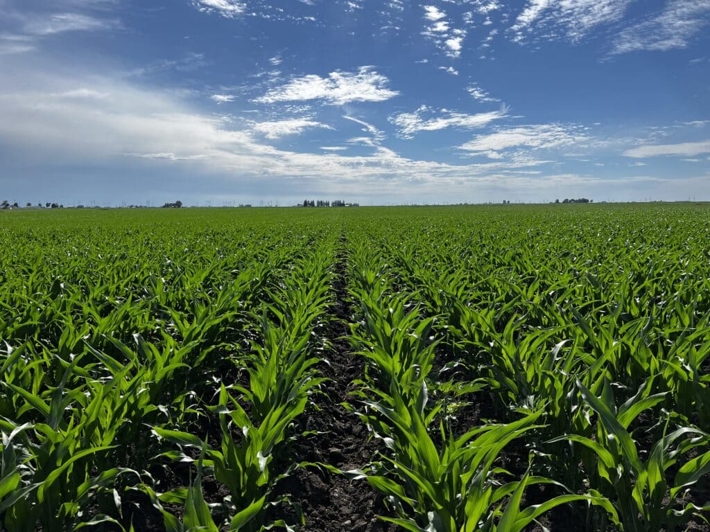 Rows of young green corn plants grow in a lush, expansive field under a bright blue sky with scattered clouds, stretching toward the horizon on a sunny day.