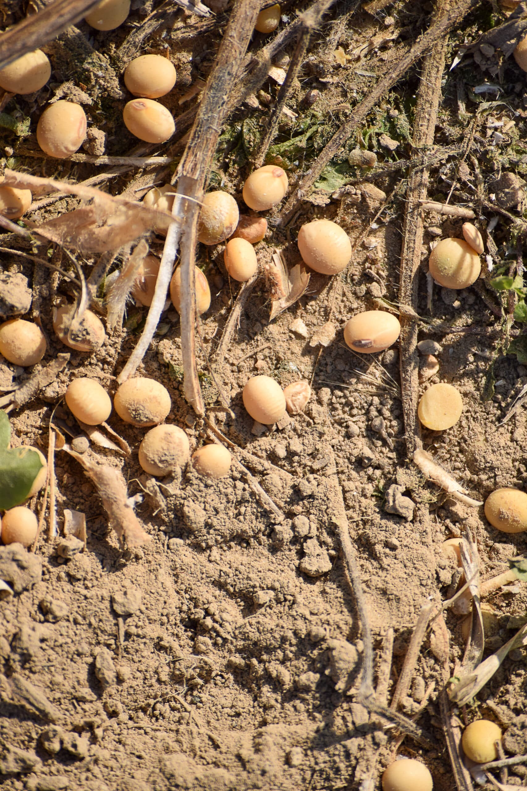 Soybeans scattered on dry, cracked soil among plant stems and debris, viewed from above in natural sunlight.