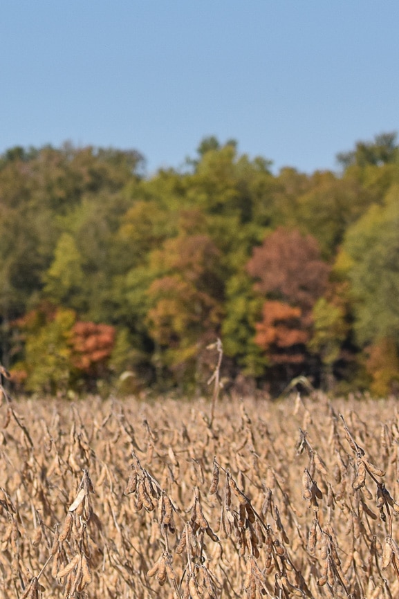 A dry soybean field in the foreground with a tree line in the background, displaying green and some trees with autumn colors under a clear blue sky.