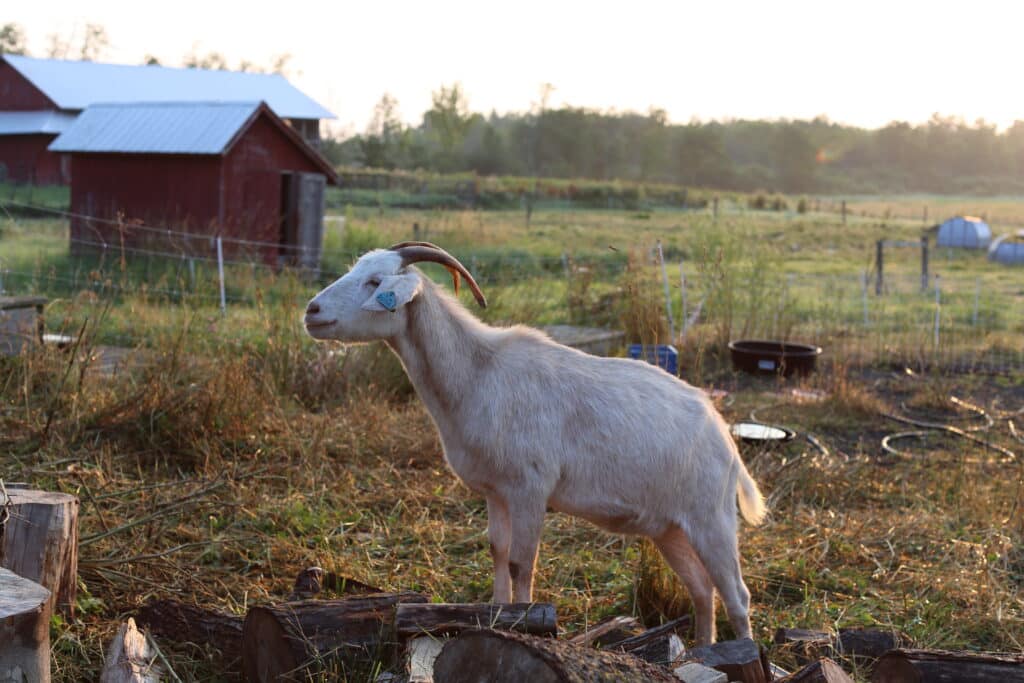A white goat with curved horns and an ear tag stands on logs in a grassy farmyard, with a red barn and fencing visible in the background at sunrise.
