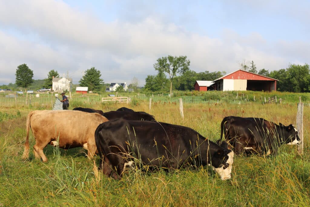 A group of cows graze in a grassy pasture surrounded by fencing, with a person in the background and a red barn, white house, and trees under a partly cloudy sky.