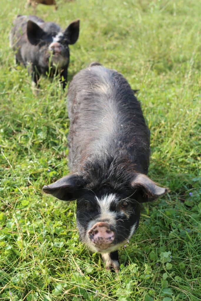 Two black pigs with white markings stand on green grass, one in the foreground and the other slightly behind, with both facing the camera.
