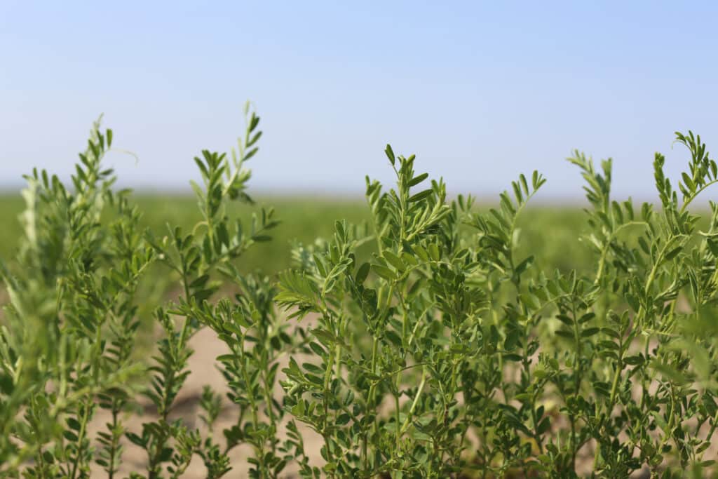 Green chickpea plants with delicate leaves grow in a sandy field under a clear blue sky, with more greenery stretching into the blurred background.