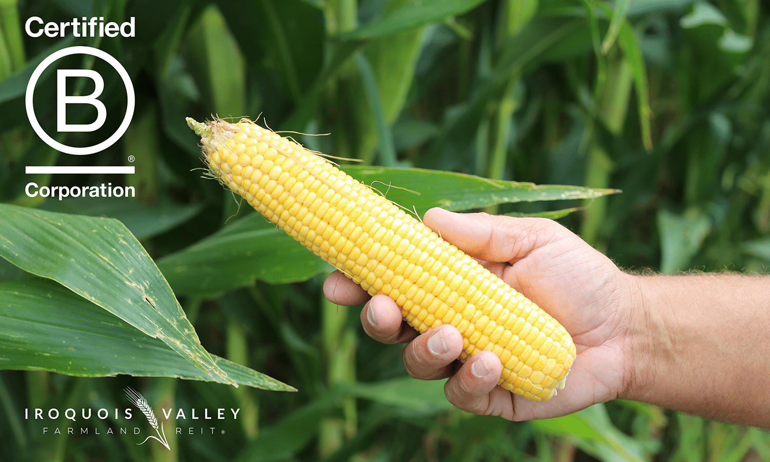 A hand holds a fresh ear of yellow corn in a field with green leaves. The Certified B Corporation logo and “Iroquois Valley Farmland REIT” text appear in the image corners.