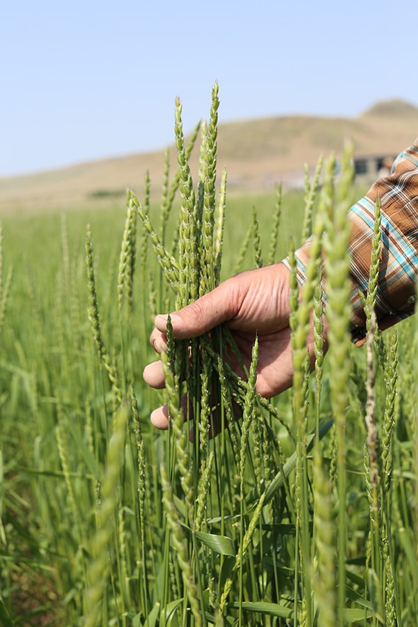 A person’s hand gently holds several stalks of green wheat growing in a field, with rolling hills and a clear blue sky in the background. The person is wearing a plaid shirt.