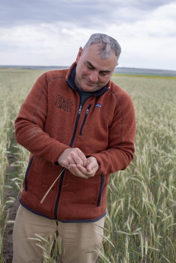 A man in an orange fleece jacket stands in a field of tall grass, examining grains in his hands on a cloudy day.