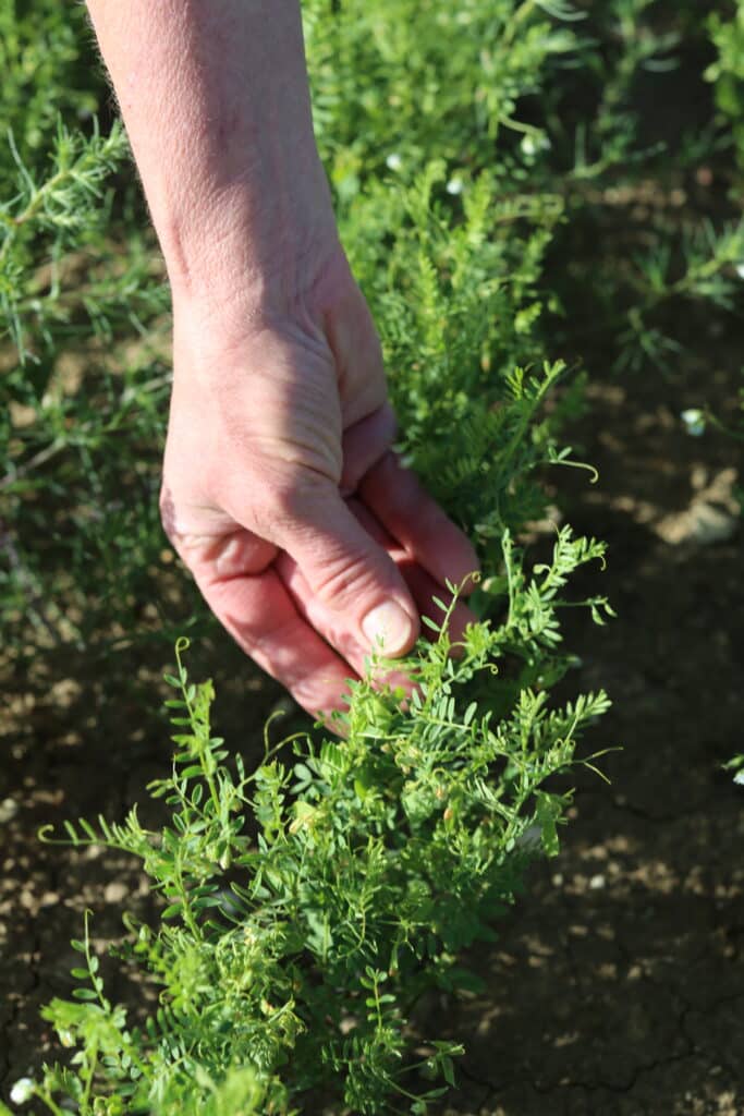 A close-up of a hand gently touching or inspecting green plants growing in rows in a sunlit garden or field, with soil visible between the rows.