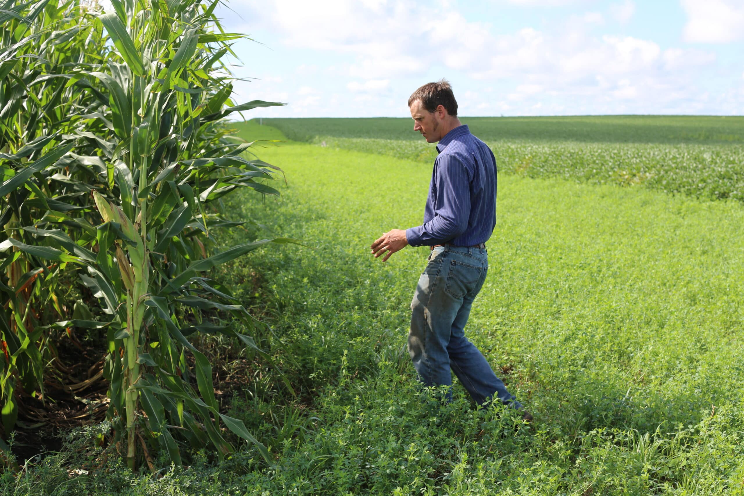 A man wearing a blue shirt and jeans walks through a green field beside tall corn plants under a partly cloudy sky.