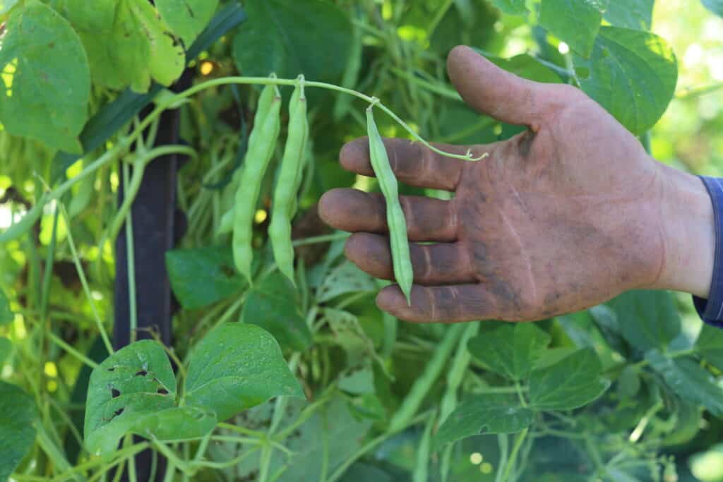 A dirty, gloved hand holds green beans still attached to a vine, surrounded by lush green leaves in a garden.