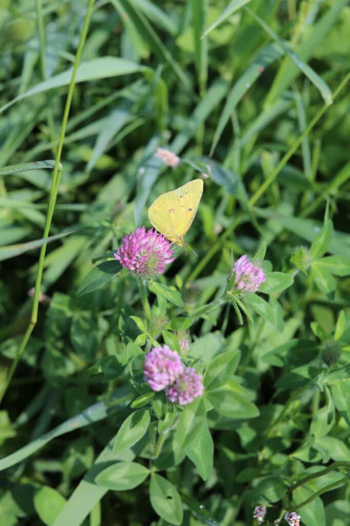 A yellow butterfly with small black spots rests on a pink clover flower, surrounded by green grass and foliage.
