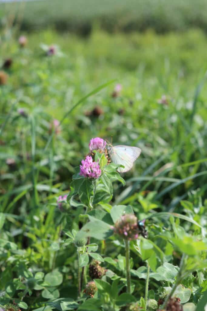 A butterfly with pale wings rests on a cluster of bright pink clover flowers surrounded by green grass and foliage in a sunlit field.