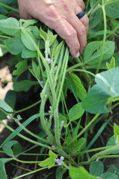 A hand gently examines the stems and leaves of a green soybean plant, which has small light purple flowers and fine hairs on its stems.