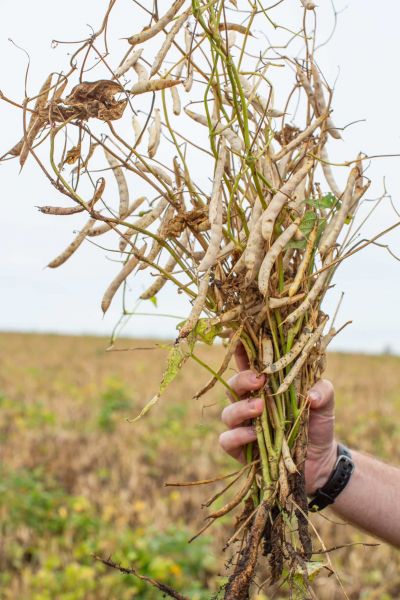 A person’s hand holds up a bunch of uprooted bean plants with long, dry pods in a field, showing the roots, stems, and beans against a blurred background of farmland.